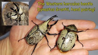 The Western hercules beetle Dynastes grantii the start of breeding [upl. by Eenwahs]