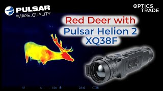 Stunning view of the Red Deer with Pulsar Helion 2 XQ38F at 30 meters  Optics Trade [upl. by Deadman]