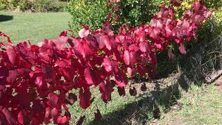 Growing Ornamental Grape Vines [upl. by Barton265]