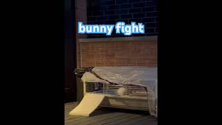 Cute bunnies fighting [upl. by Norrag]