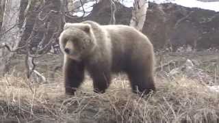 медведь и собака друзья КамчаткаРоссия  bear and dog friends Kamchatka Russia [upl. by Diana]