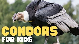 Condors for Kids  Learn cool facts about this incredible bird [upl. by Parent106]