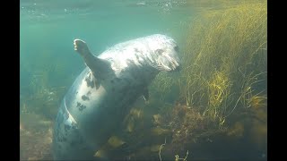 Seals amp Dolphins at Lundy Island [upl. by Renba]