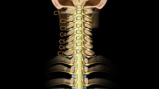 Spinal cord Segmentation [upl. by Annodas6]