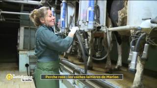 Perche Rose  Les vaches laitières de Marion  La Quotidienne la suite [upl. by Borek]