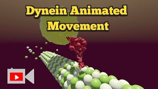 Dynein Animation [upl. by Mandell22]