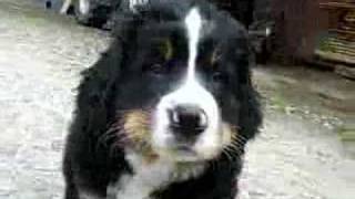 Berner Sennenhund welpen  Bernese Mountain Dogs Puppies [upl. by Ifar]