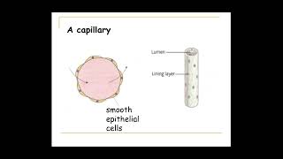 312 Transport in Animals c The structure and function of blood vessels [upl. by Arihaj]