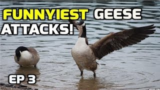 Funnyiest Aggressive Geese attacks complation  2018 [upl. by Tioneb]