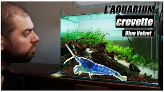 Je vous présente enfin laquarium 60L Blue Velvet SANS CO2 [upl. by Charin]