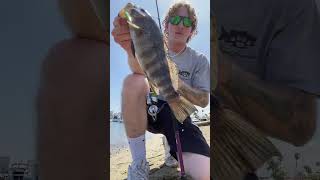 Newport back bay fishing for spotted bay bass [upl. by Filberte]