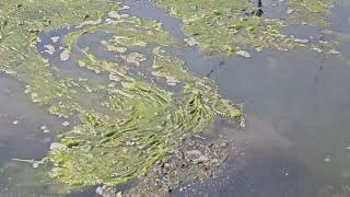 Manatees Crystal River Florida Petes Pier httpsmanateeadventurescrystalrivercom manatee [upl. by Siberson796]