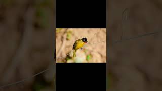 Black crested bulbul bird voice for sleep 💤Nature with relaxation blackcrestedbulbulsleep [upl. by Ahsinrev397]