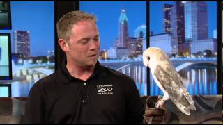 Zoo Day European Barn Owl [upl. by Foss730]