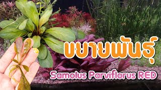 ใช้แค่ใบขยายพันธุ์ต้น Samolus Parviflorus RED [upl. by Daberath572]