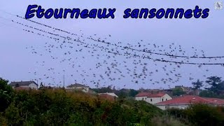 ETOURNEAUX SANSONNETS rassemblement [upl. by Guild606]