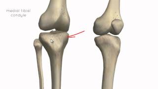 Knee Joint  Part 1  3D Anatomy Tutorial [upl. by Anirbak]