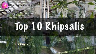 Top 10 Rhipsalis [upl. by Dnama]