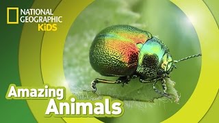 Beetle 🐞  Amazing Animals [upl. by Nolrev834]