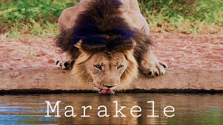 Marakele Lion  Legend of Dinokeng [upl. by Jolenta]