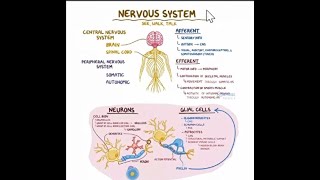 physiologie du système nerveux végétatif [upl. by Arehsat]