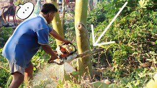 Felling And Cutting Kapok Tree With Stihl Chainsaw MS 070 [upl. by Assillam113]