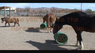 Natural grazing slow hay feeder [upl. by Rodablas140]