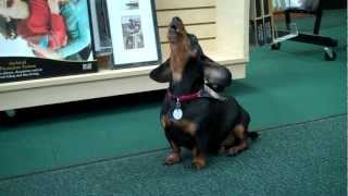 Henry the Dachshund Crying for Mommy [upl. by Norven942]