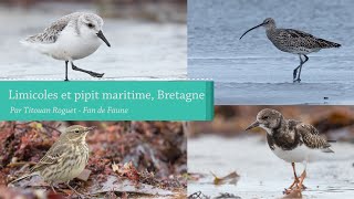 Limicoles et Pipit maritime Bretagne [upl. by Cynar]