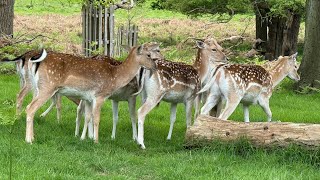 Richmond Park [upl. by Wilt]