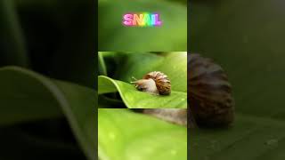 SLOWEST ANIMALS IN THE WORLD🐢😵‍💫 animals facts funny shorts [upl. by Ennael568]