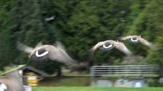 Geese Taking Off  Flying Away [upl. by Laks596]