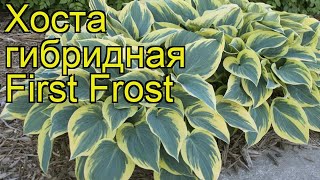 Хоста гибридная Первый морозец Краткий обзор описание характеристик hosta First Frost [upl. by Anitniuq]