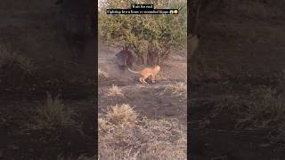 fight btwn lions and wounded hippo shorts wildlife animals [upl. by Arriaet]