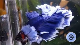 TOP 5 cá BETTA ĐẸP NHẤT THẾ GIỚI 🌏  Top 5 Most beautiful Betta Fish in the world [upl. by Suiravad]