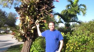 How to grow Bromeliads in the landscape [upl. by Uehttam950]