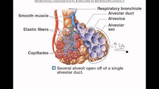 Bronchioles Alveoli Respiratory Membrane [upl. by Mattheus]