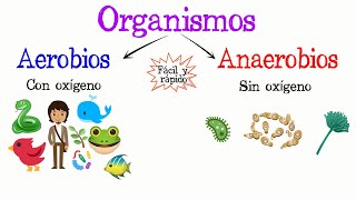 🌿Organismos Aerobios y Anaerobios🐝 Fácil y Rápido  BIOLOGÍA [upl. by Kennith]