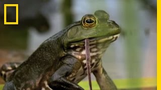 Bullfrogs Eat Everything  National Geographic [upl. by Sturdivant]