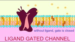 VISUAL PHOTOTRANSDUCTION RHODOPSIN FUNCTION [upl. by Ursuline846]