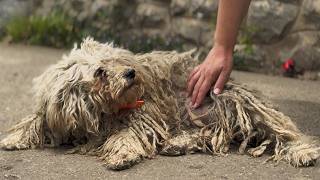 YOU WONT BELIEVE how this DOG looks after shaving all this matted fur [upl. by Akerdna]