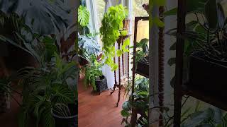 Plantiful home houseplants indoorplants plantshorts plants [upl. by Shoifet]