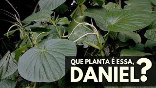 Que planta é essa Daniel PARIPAROBA [upl. by Anoik843]