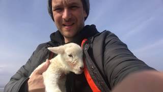 Lambing time Life on the Croft [upl. by Cherye]