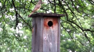 Great Crested Flycatcher Nest Building May 2017 [upl. by Ailime]