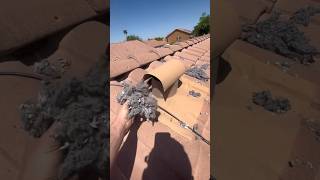 Dryer vent full of lint and money oddlysatisfying dryerventcleaning unclogging cleantok [upl. by Ahsatan602]