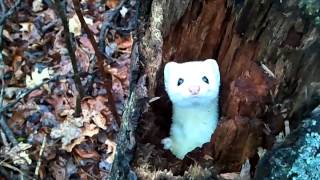 ErmineStoat in a Tree  Cute [upl. by Reteip]