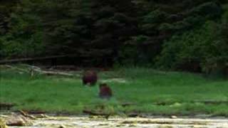 Male Grizzly Bear Assaults Female with Cub [upl. by Just]