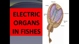 ELECTRIC ORGANS IN FISHESTypes of Electric Fishes  highly specialized structures [upl. by Joseito990]