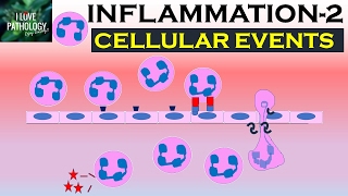 INFLAMMATION Part 2 Cellular Events Leukocyte Recruitment [upl. by Olnee]